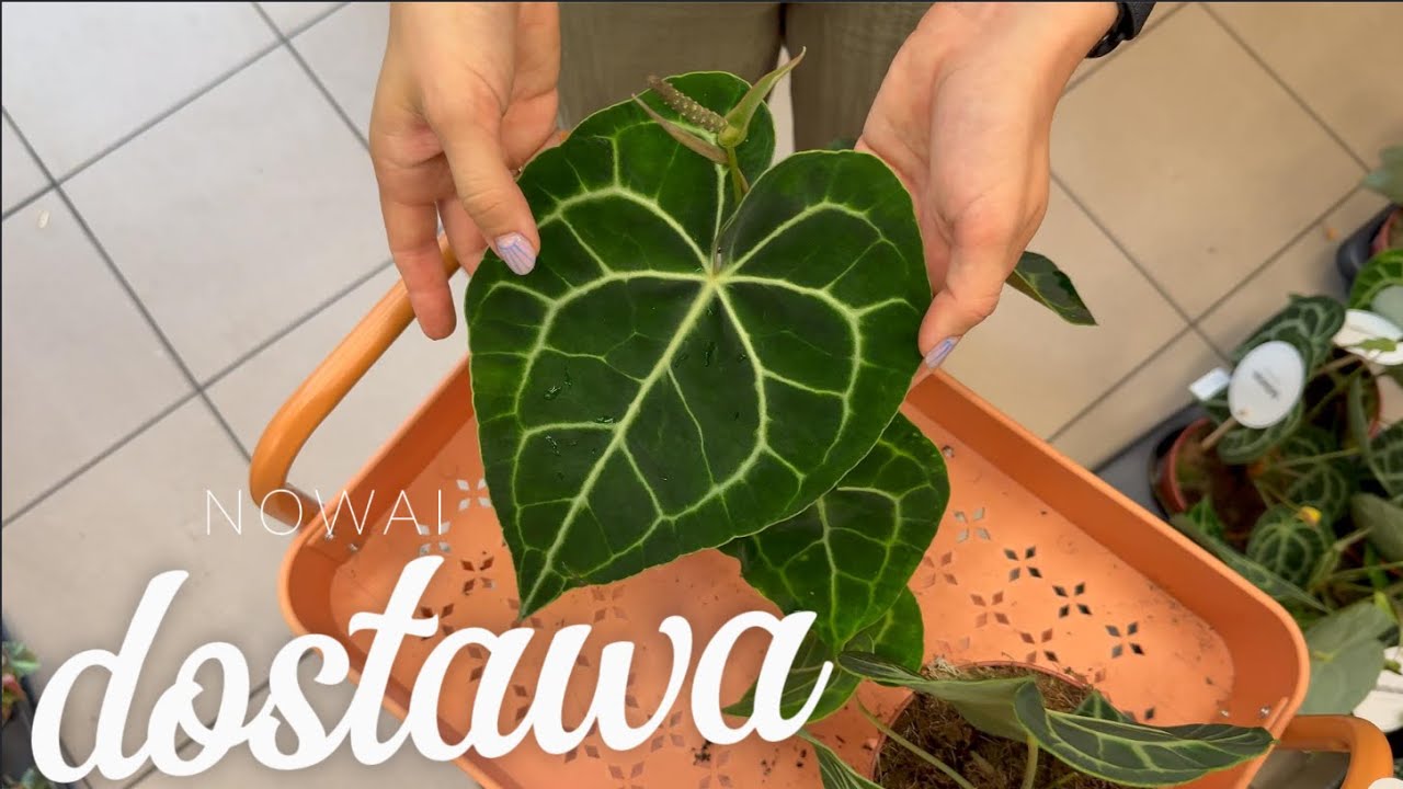 Hoja latifolia, retusa i imbricata ✨SZAŁ CIAŁ ✨Begonia maculata ''CRACKLIN ROSIE - przegląd dostawy