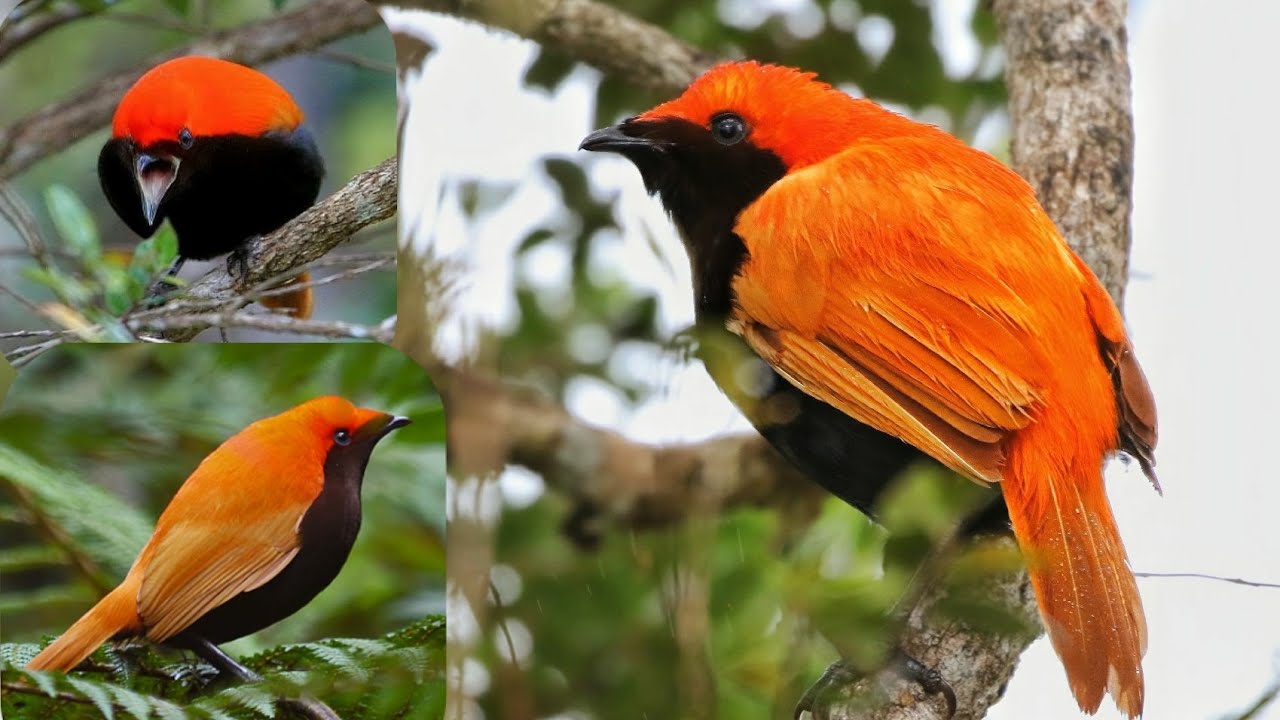 red satinbird&nbsp;,the&nbsp;sickle-crested bird-of-paradise&nbsp;is a species of&nbsp;bird&nbsp;in the family&nbsp;Cnemophilidae.