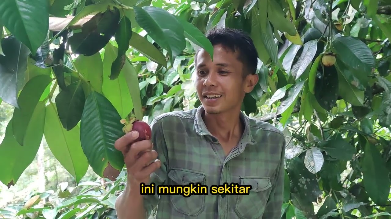 Petani Millenial Manggis Sumatera Barat