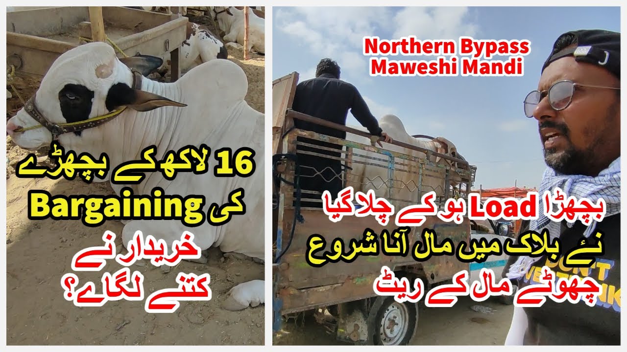 16 Lakh K Bachray Ki Bargaining. Naye Block Me Maal Ana Shuru. Northern Bypass Maweshi Mandi 2023