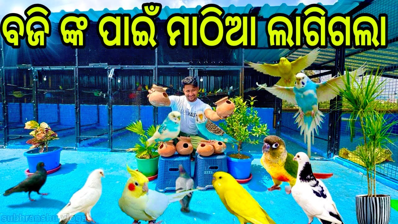 ବାଜ୍ରୀ ଚଢ଼େଇ ପାଇଁ  ମାଠିଆ ଲାଗିଗଲା || pigion lover Odisha || bird lover|| dog lover || odia vlog ||