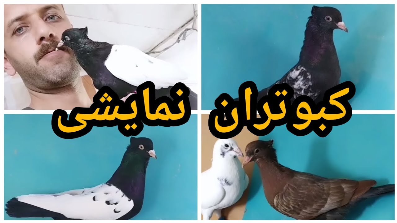 کبوتر های سینه ای نمایشی از آقا مصطفی قاسمی پرورش دهنده کبوتر سینه سیا