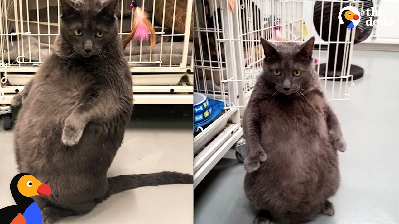 Woman Goes Above And Beyond To Adopt Fat Cat - BRUNO | The Dodo
