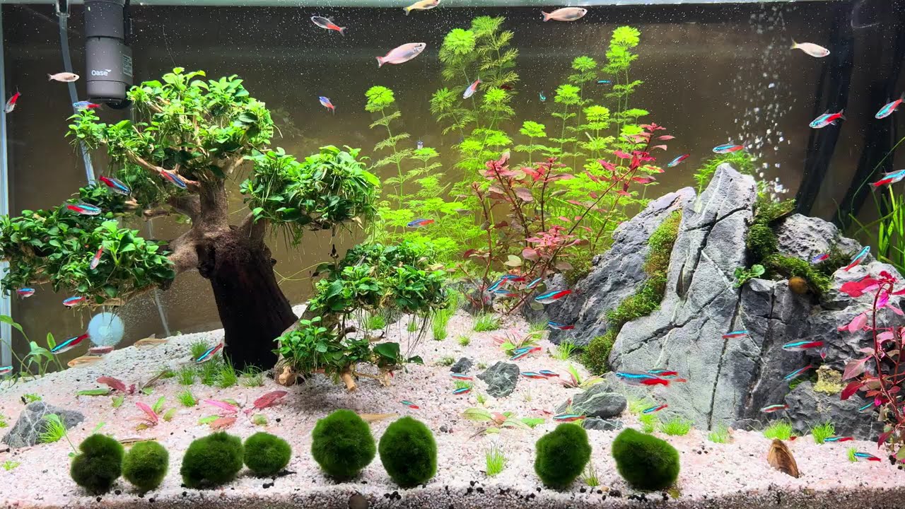 20 minult pokoja | bonsai, aquascaping