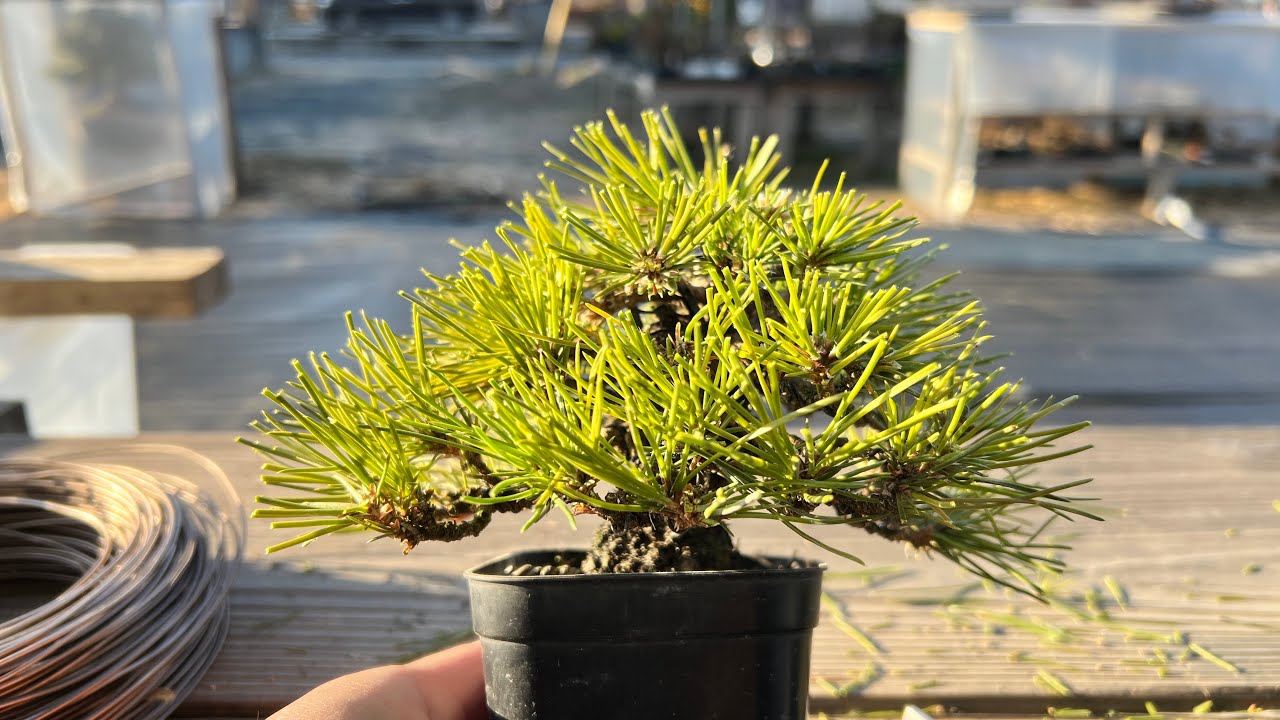 【KRM】黒松の手入れ #盆栽 #bonsai