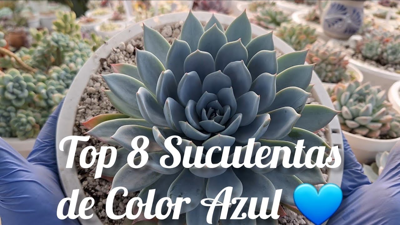 Top  8 Suculentas de Color Azul 💙 #plantas #garden #jardin #flores #flowers #mexico #echeverias