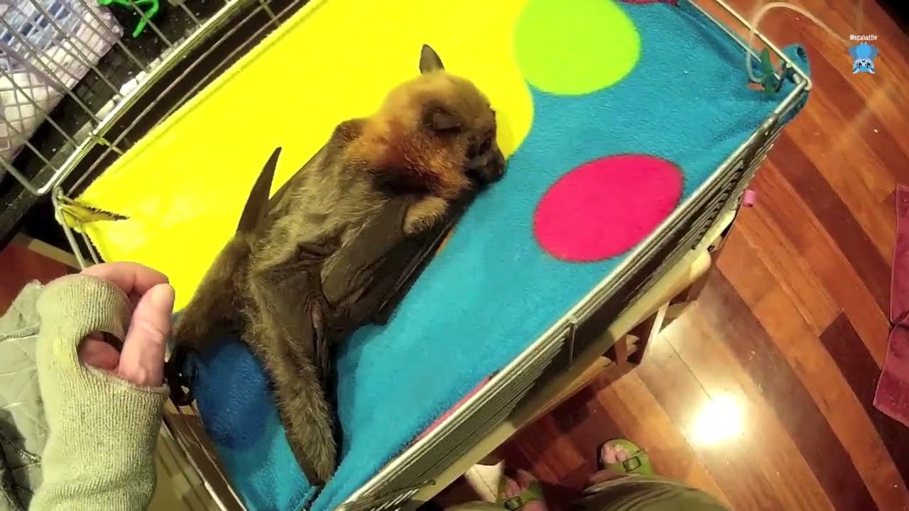 Rescuing a flying-fox on the ground;  this is Effie