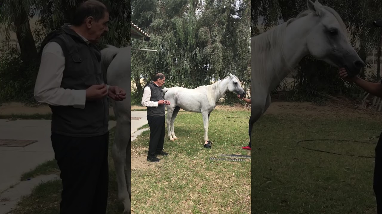 اعراض الحمره في الخيل laminitis