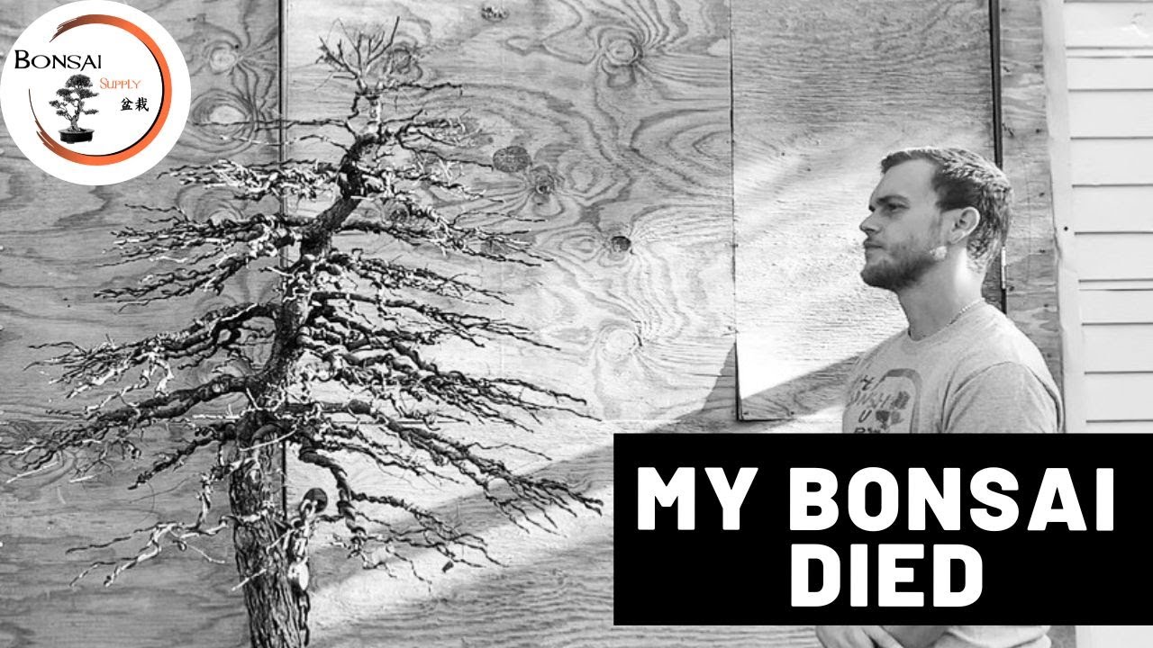 My Bonsai Died | Storytime | The Bonsai Supply