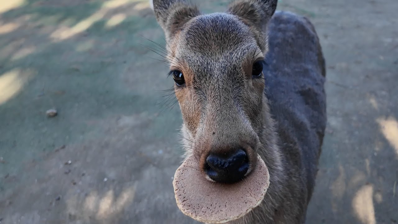 [4K]日本で暮らしたいという娘、韓国人家族の人生初の奈良県 シカ公園訪問記가족여행 나라현 사슴공원 방문