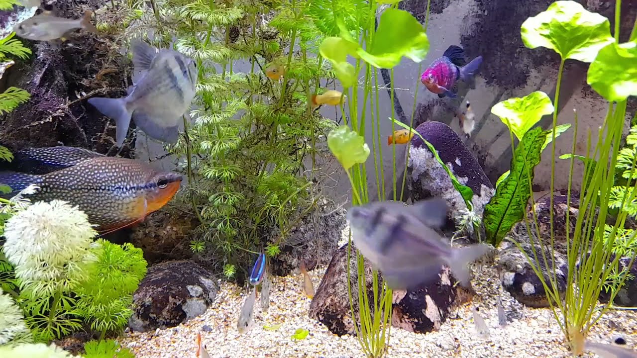 Feeding Tetra Fun Tips