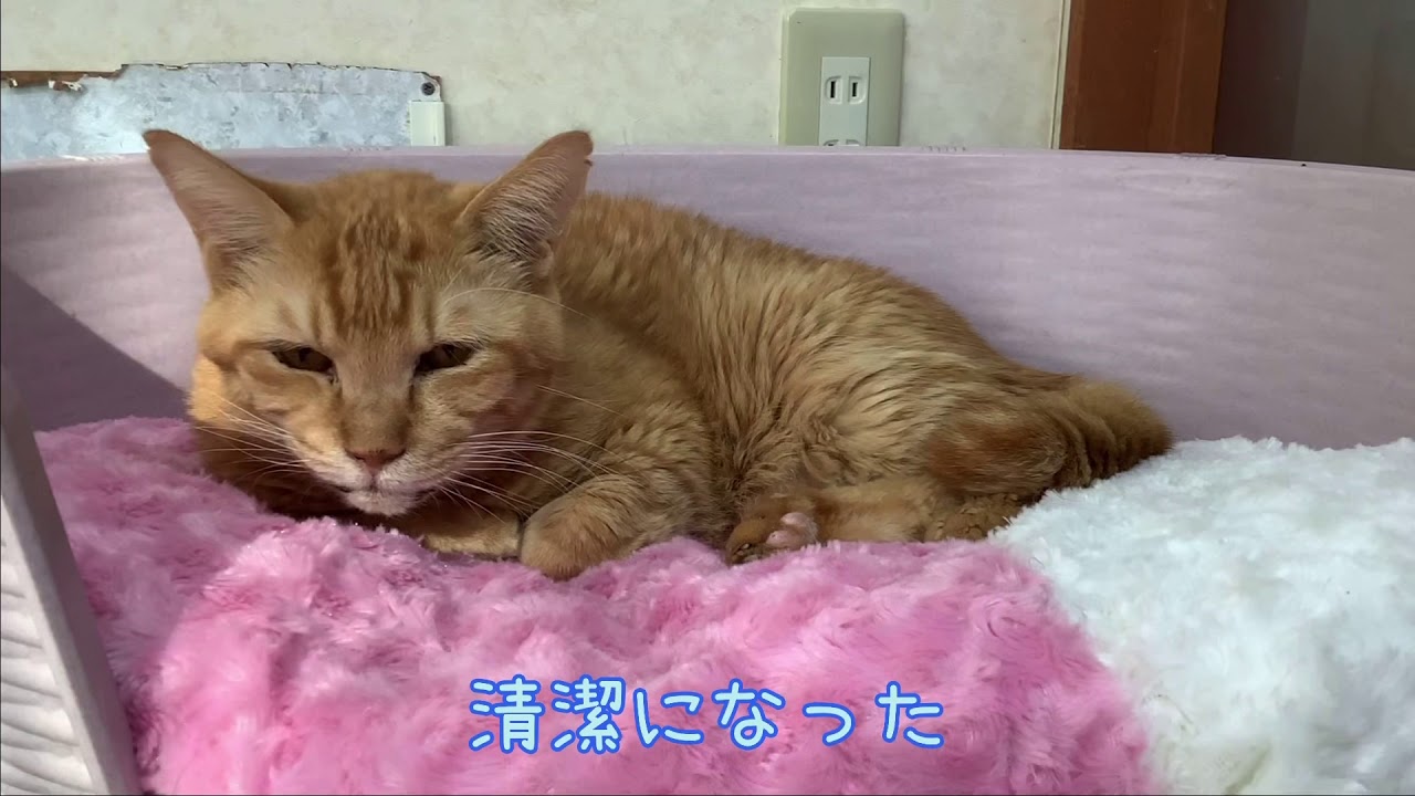 12月のさる火曜日の記録　2020/12/1の たんぽぽの里相模原シェルター　保護猫シェルター　神奈川県相模原市