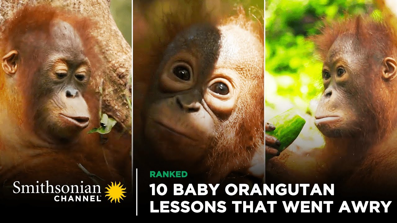 10 Baby Orangutan Lessons That Went Awry 😆 Orangutan Jungle School | Smithsonian Channel