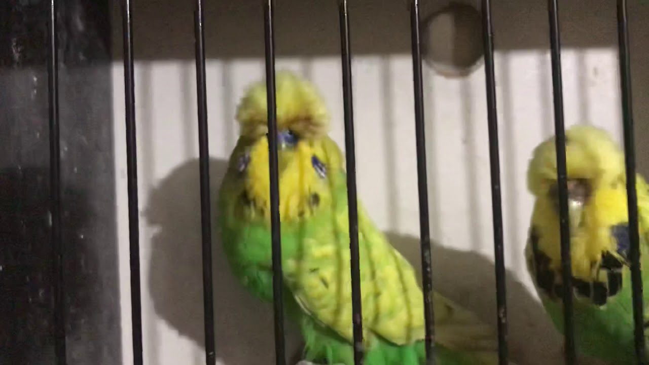 ShowJumbo vasıflı takım
