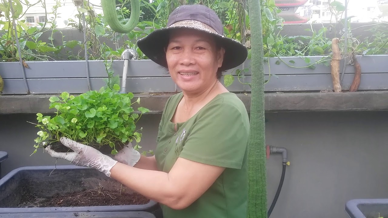 Hướng dẫn cách trồng Rau Má lên 100% | Khoa Hiên 316