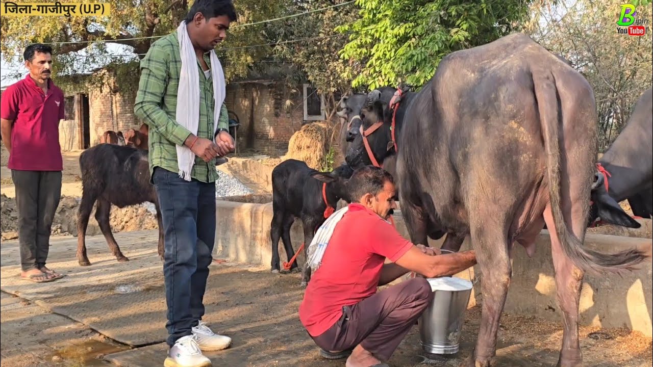 पहली ब्यात की पडीया का दुध निकाल कर देखा गया गाजीपुर जिला मे| Bipin Singh Dildarnagar| Murrah Bhains