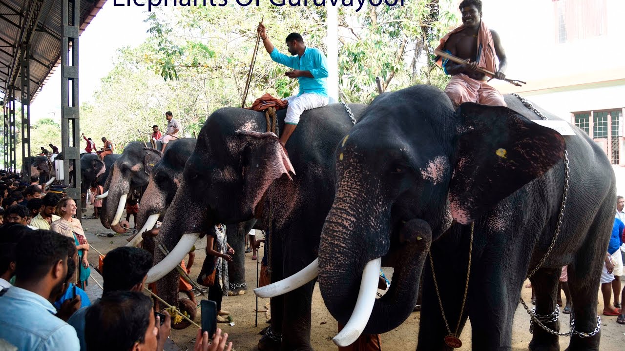 Elephants Of Guruvayoor ഗജകേസരികൾ 2017