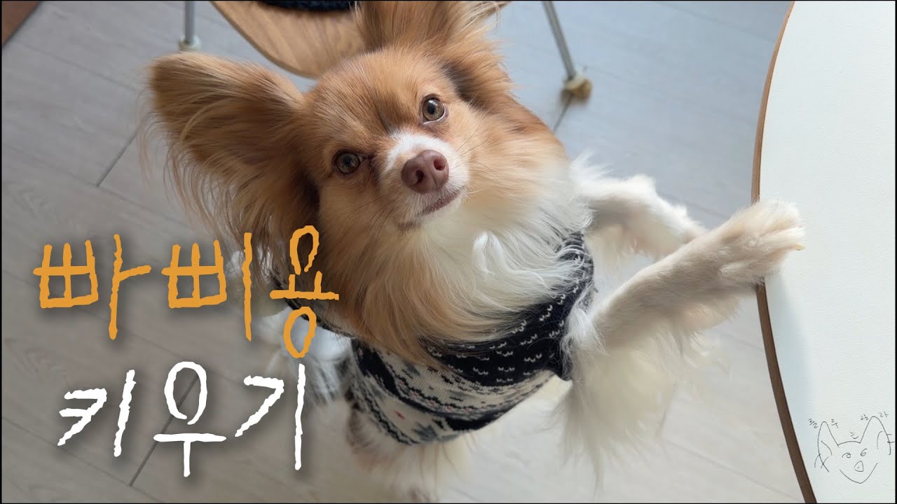 빠삐용 강아지와 4년째 살면서 느끼는 장점 (담양 강아지 동반)