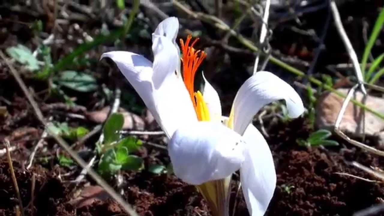 Hope (DH Productions)