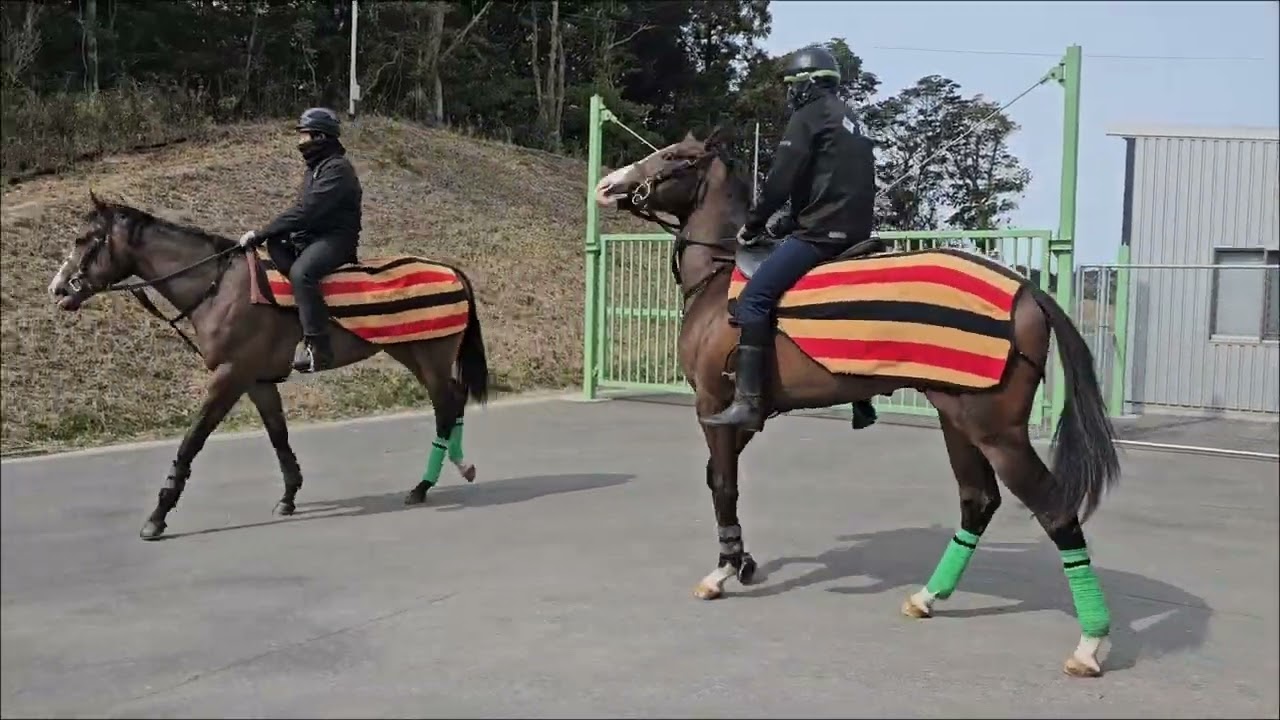 テイルエッジ（ニーズヘッグ2024）坂路２頭目18.2-17.5-18.4　260313撮影　ニューエラ在厩