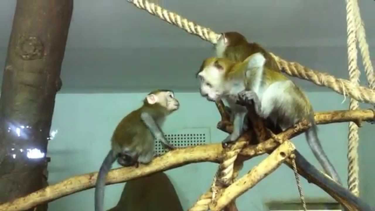 Макак яванский | Macaca fascicularis