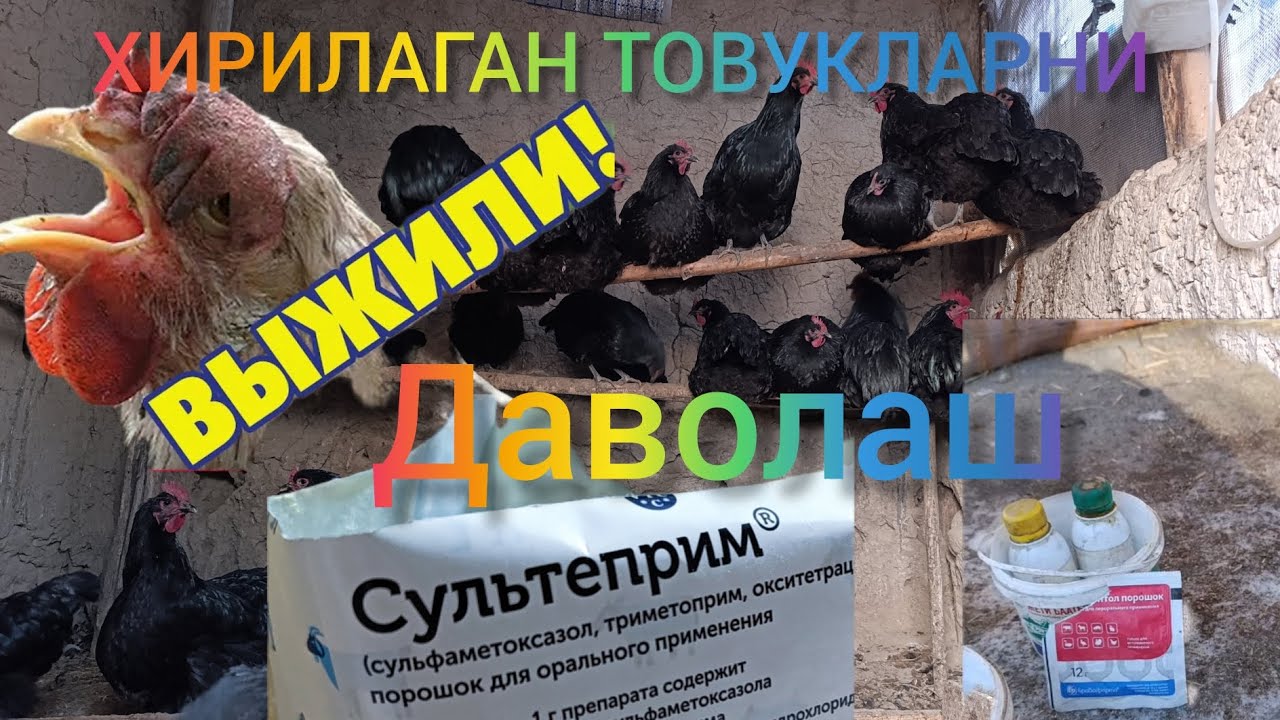 ХИРИЛАГАН ТОВУКЛАРНИ УЙ ШАРОИТИДА ДАВОЛАШ СРОЧНО КУРИНГ 