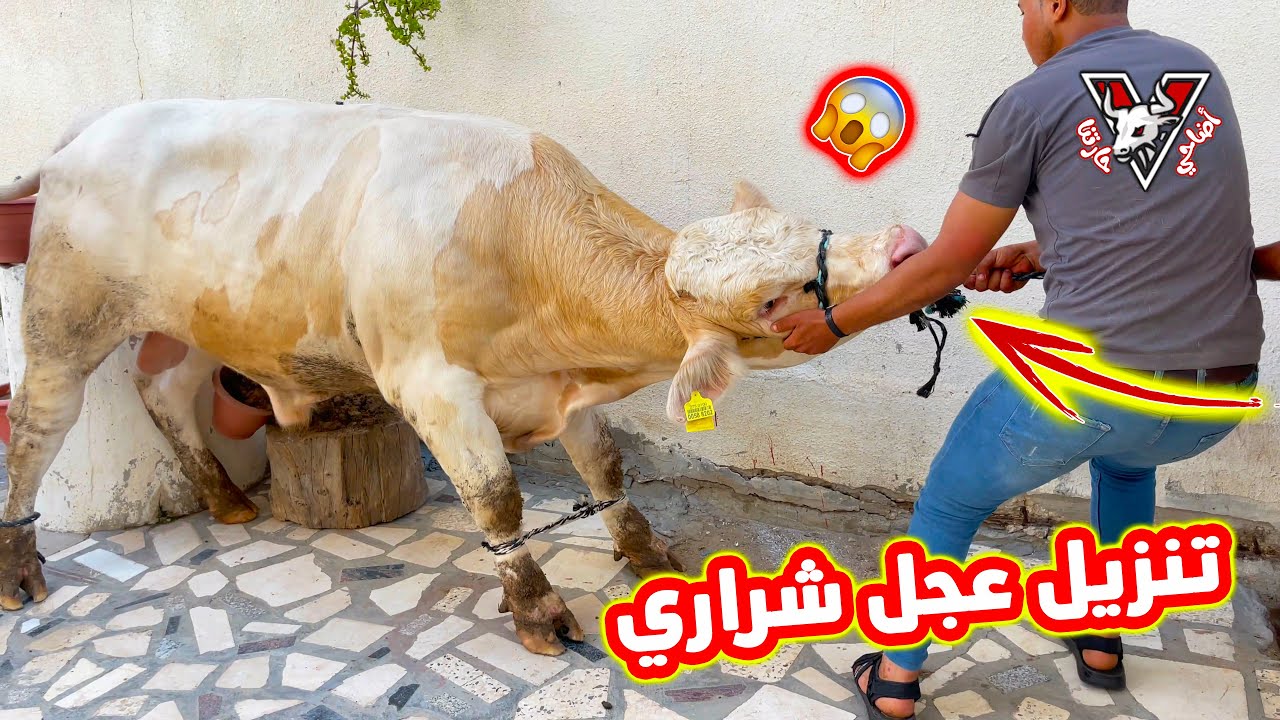 شاهد  تنزيل عجل سمنتال من مزرعة أبو العبد