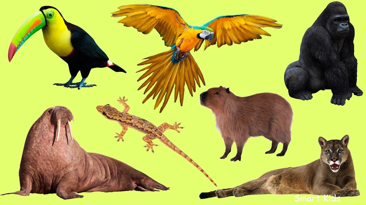 Discover Wild Animal Names in English 🦜🦧 | How Many of These Can You Remember?