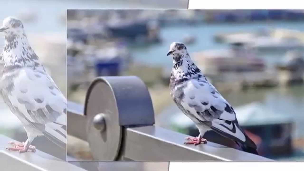 Ansambel Hervol-Golobica