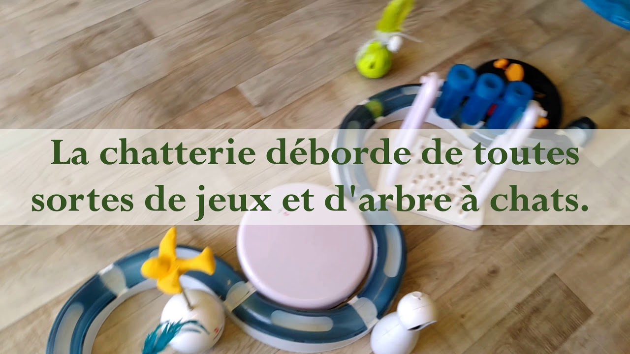 Visite de la chatterie Au Panier Douillet