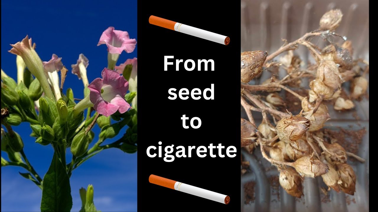 From Seed to Cigarette: How to Grow Tobacco and Make Your Own Cigarettes