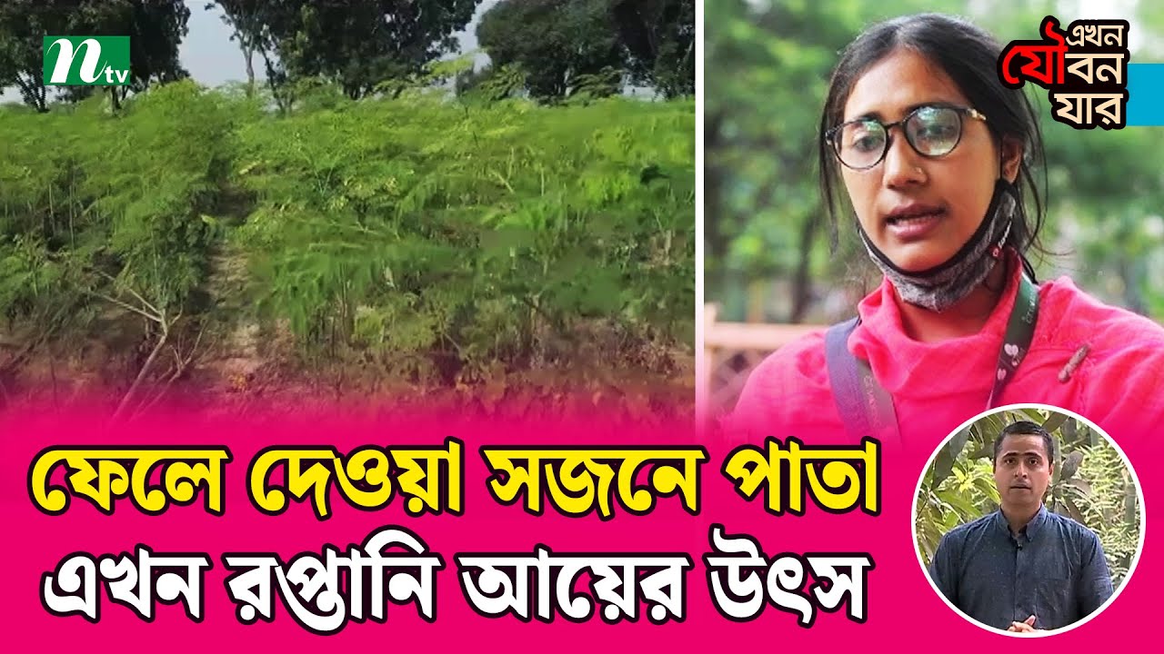 ফেলে দেওয়া সজনে পাতা এখন রপ্তানি আয়ের উৎস