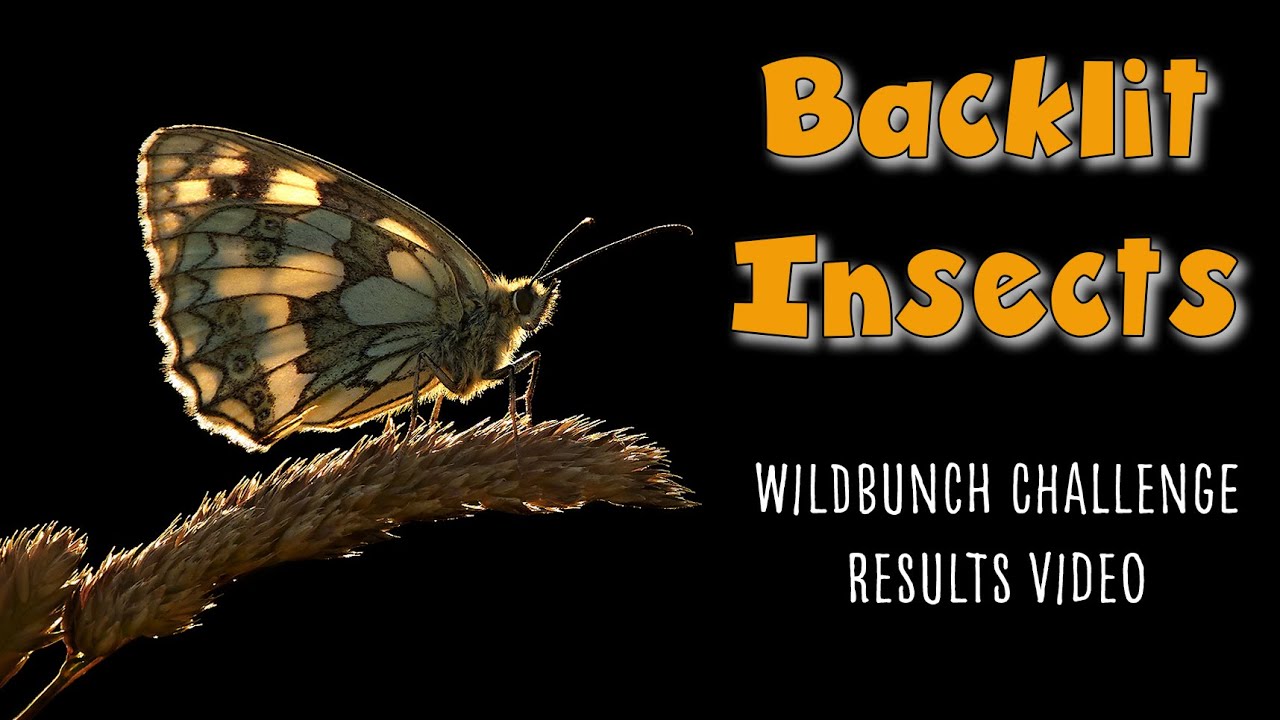 Backlit insects photo challenge results video critique hints and tips from pro andy rouse