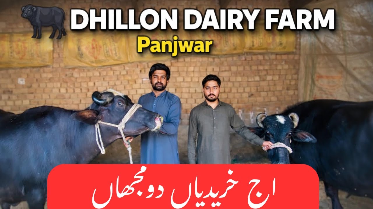Ajj khareed lyi 2 Buffalo | Dhillon Dairy Farm | Faisal Dhillon 