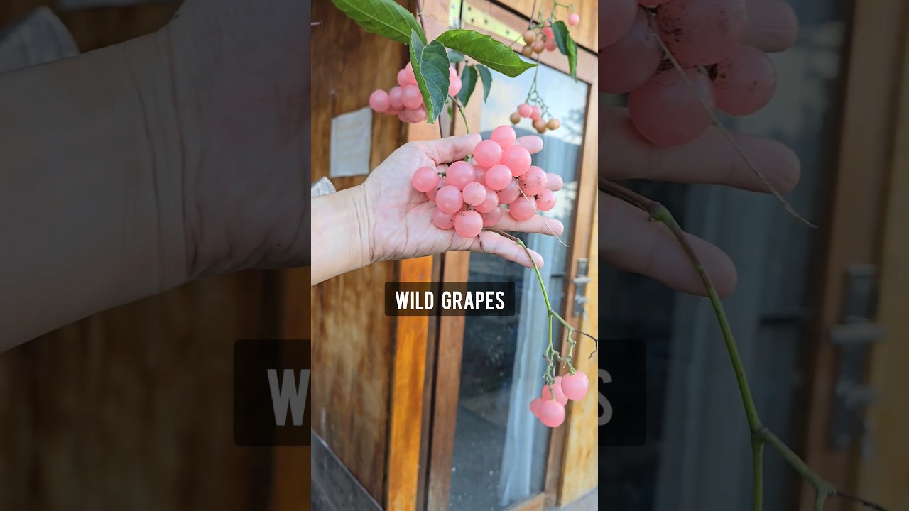 Wild Grapes: Not Worth the Risk 