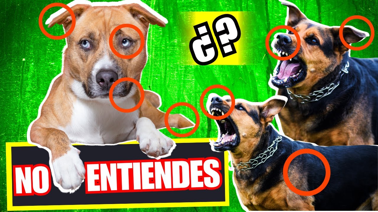 💥El LENGUAJE CORPORAL CANINO: Entiende a tu Perro y La Comunicaci&oacute;n Canina - Gu&iacute;a 2024