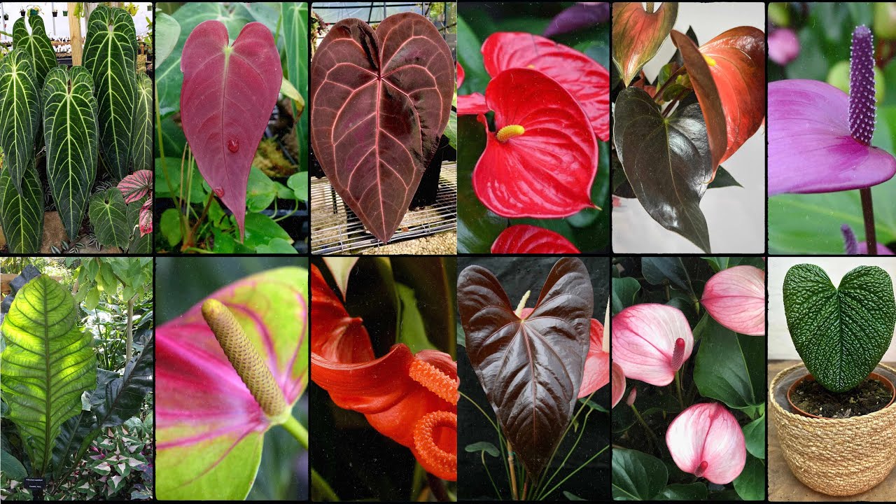 ANTHURIUM PLANT VARIETIES - Plants Weekly