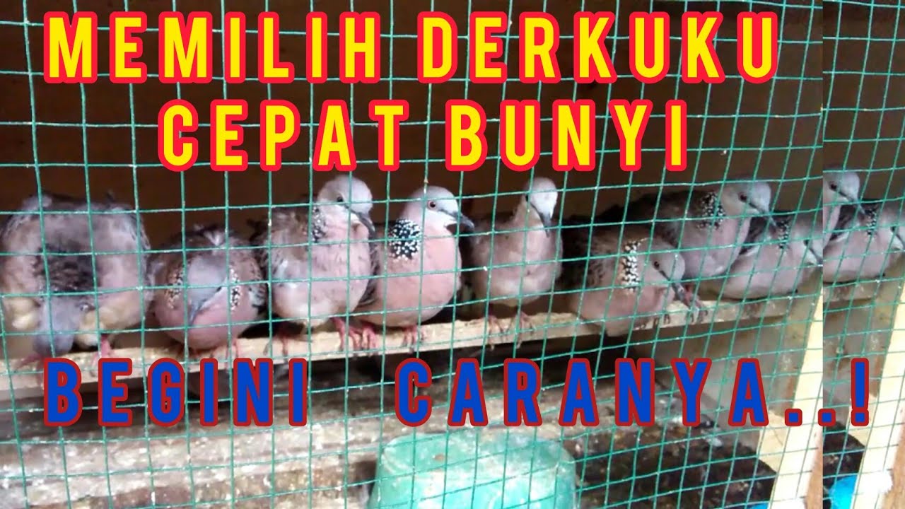 CARA MEMILIH DERKUKU OMBYOKAN YANG CEPAT BUNYI || SPOTTED DOVE BIRD