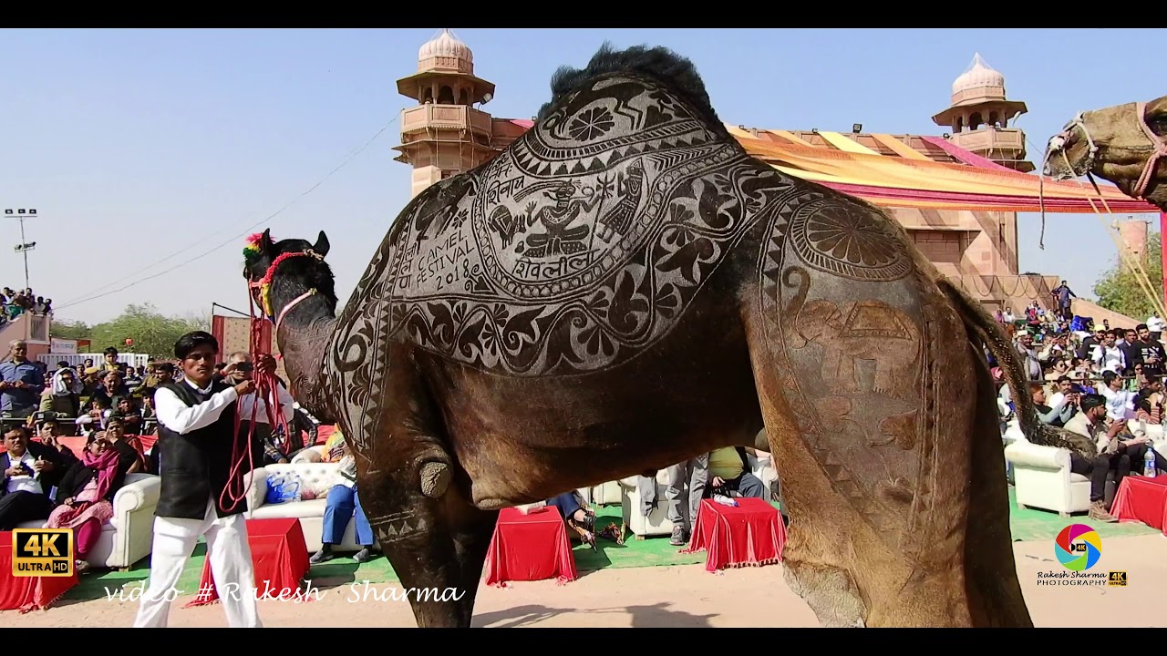 4 K UHD International Camel Festival 25 Th Anniversary The Glimpses