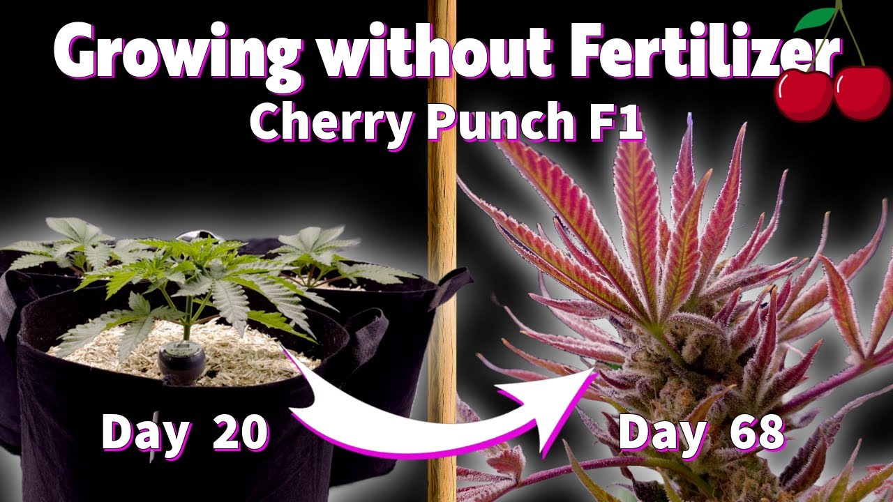 EVERYTHING I Did in FLOWERING &ndash; Lollipopping, Defoliation & Purple Buds (Living Soil)