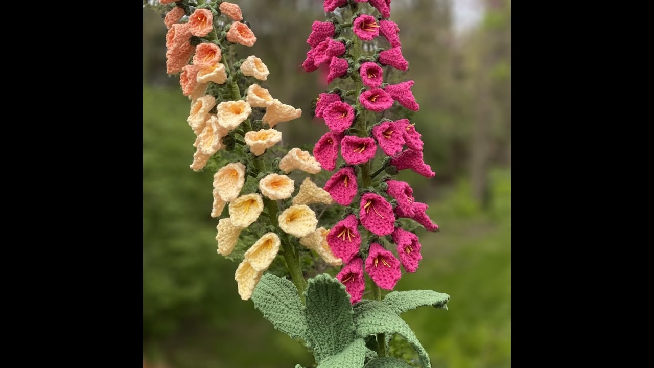 FoxgLove (4)--Flower of Week 6