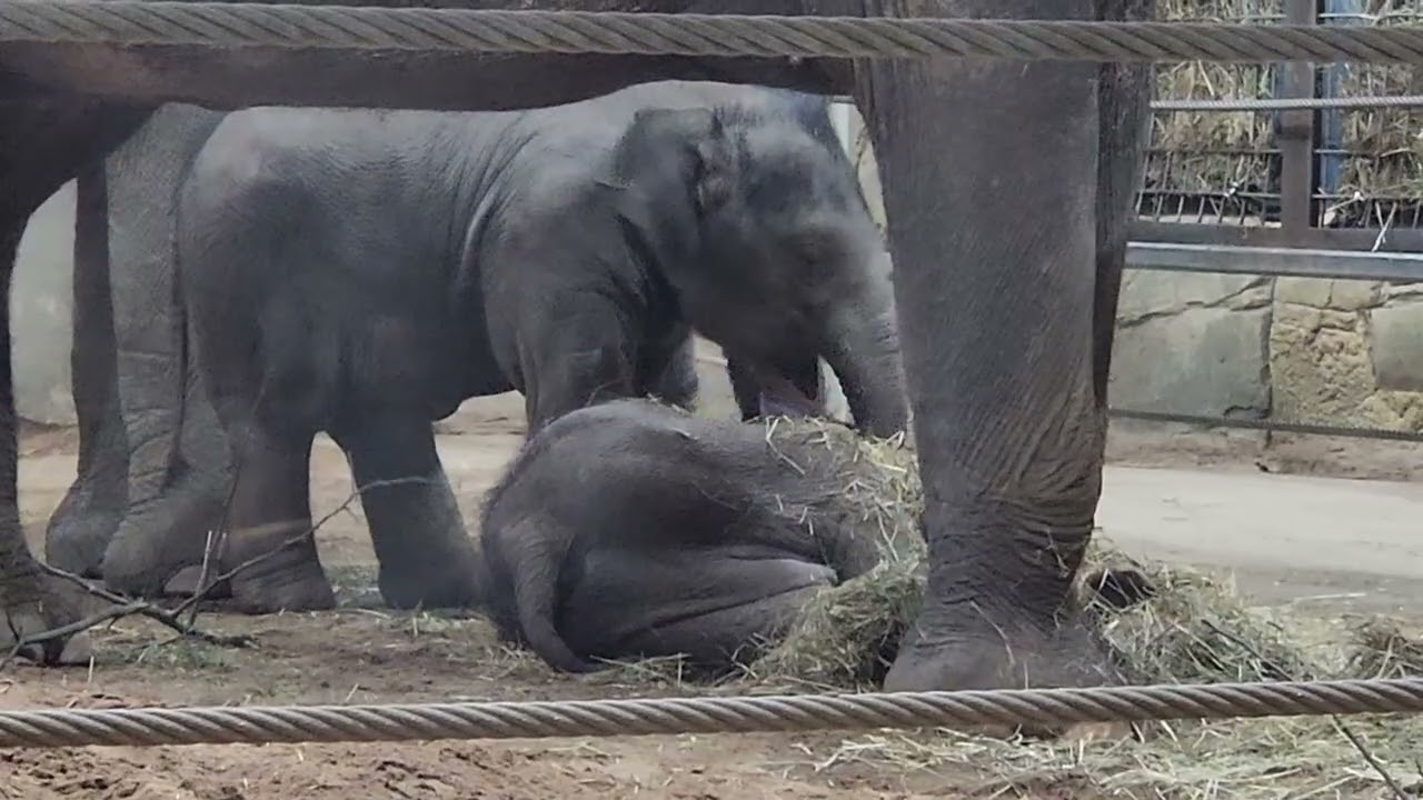 Rita Jean puts her trunk on sleeping Ollie, lifts his ear
