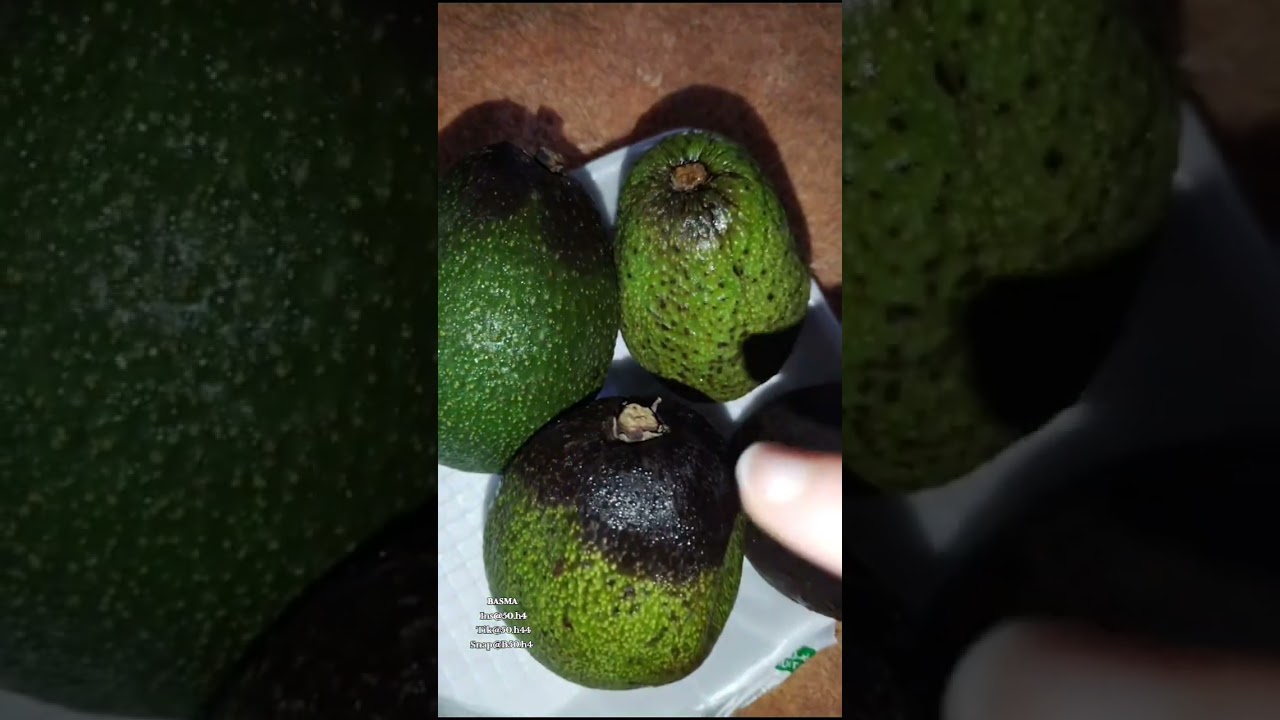 ماسك الأفوكادو لنعومة الشعر وتغذيته 🥑
