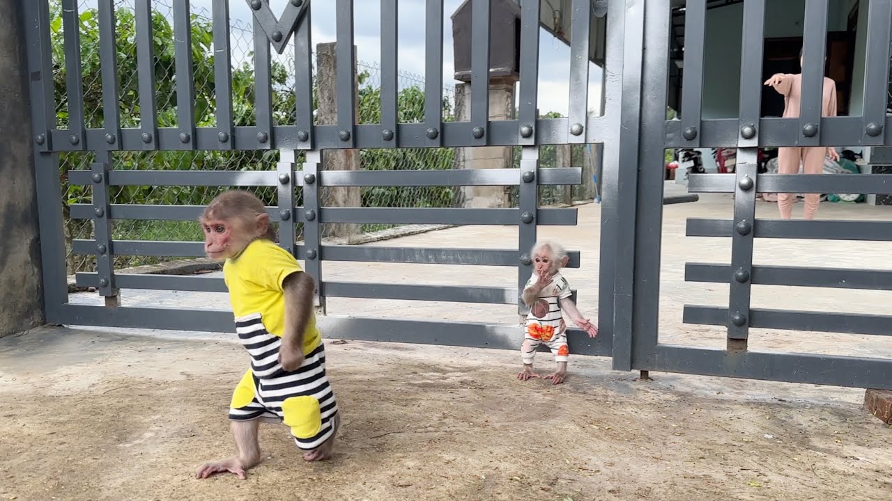 Monkey SinSin & ZiZi sneaked away from Mom to go out and Dad went looking for them when it rained
