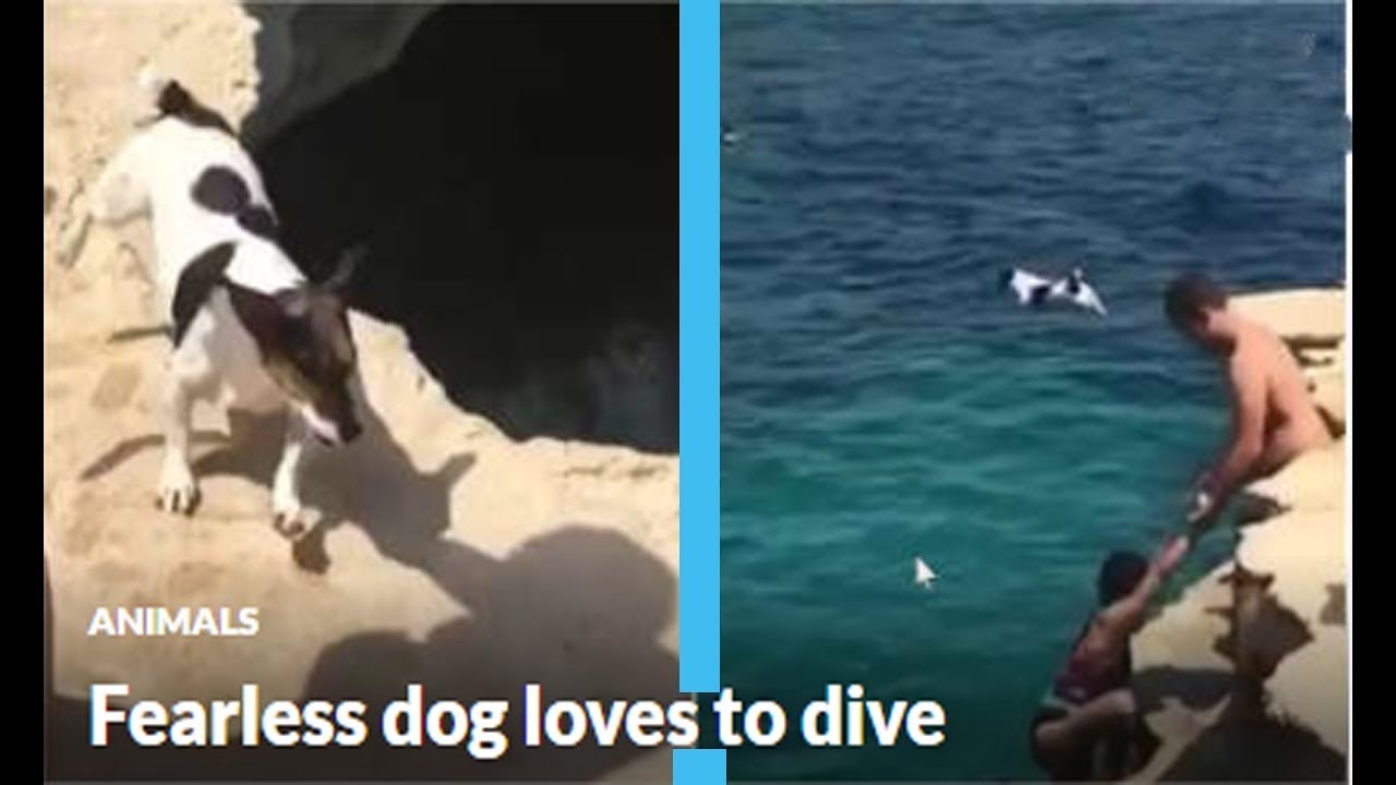 😀Fearless dog loves to dive😂