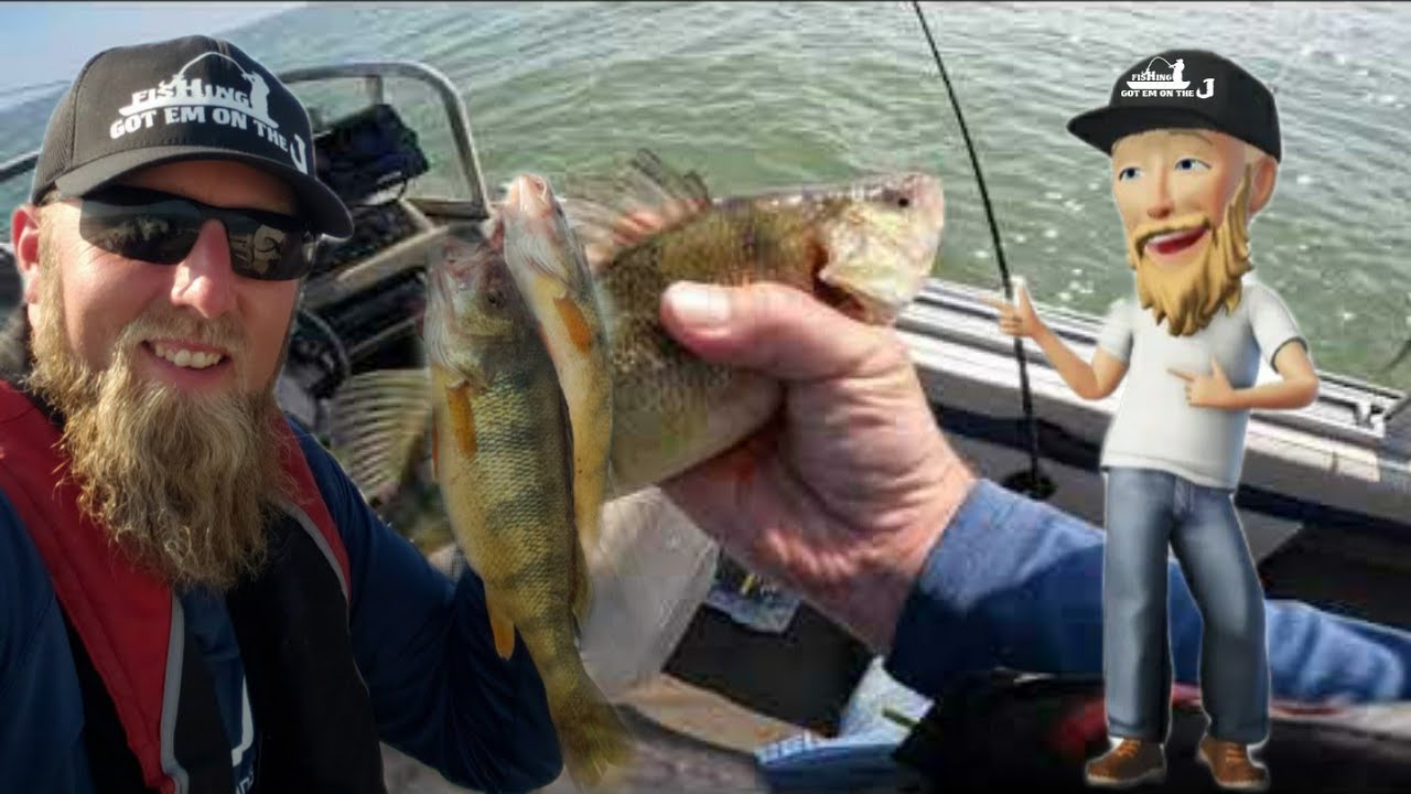 Jumbo Perch on the Saginaw bay #perch #perchfishing #fishing #freshwaterfishing