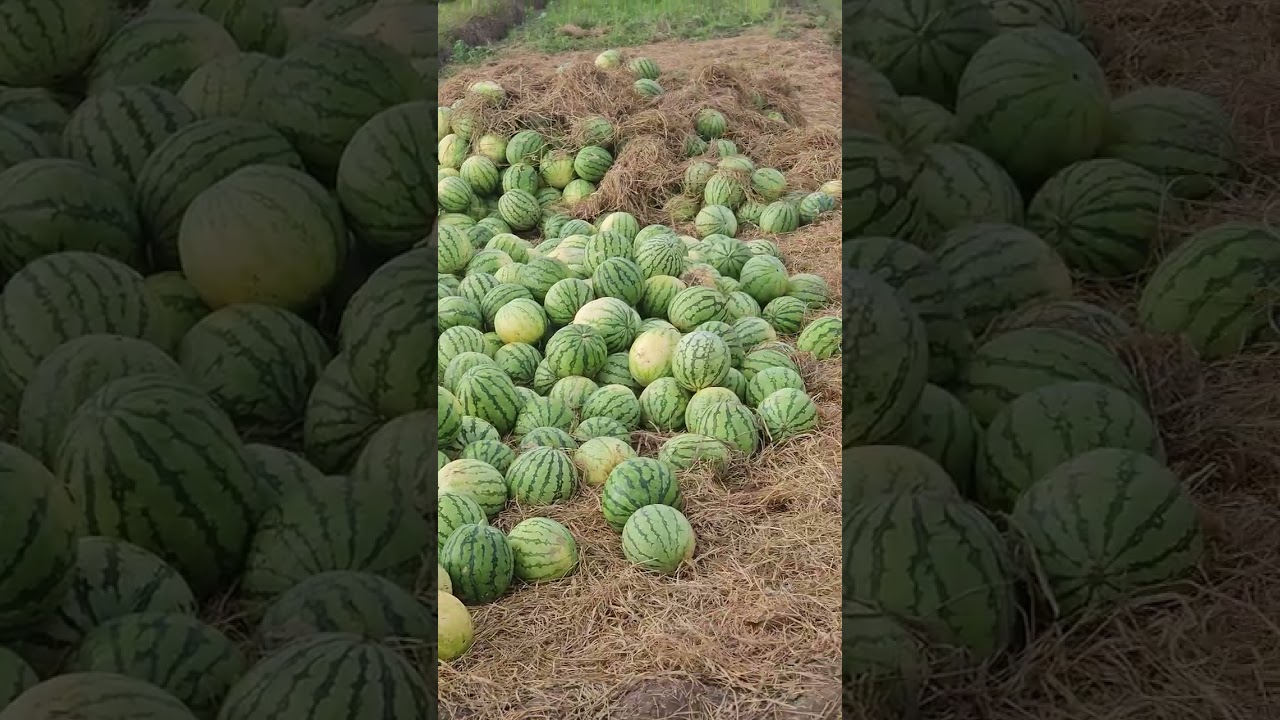 Alam nyo ba na ang sarap mamuhay sa probinsya?