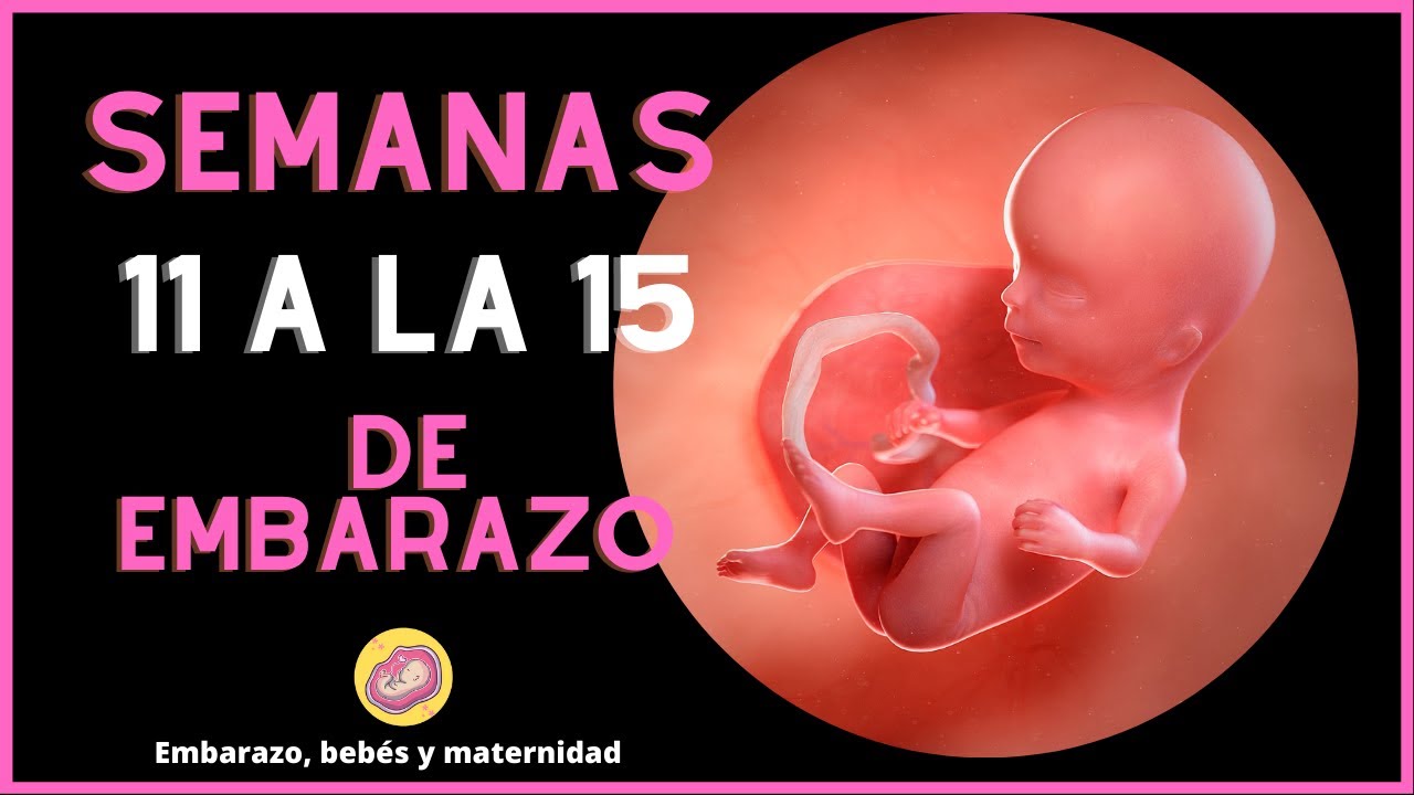 SEMANAS 11  de embarazo | hasta la | semana 15 DE EMBARAZO | primer trimestre de embarazo