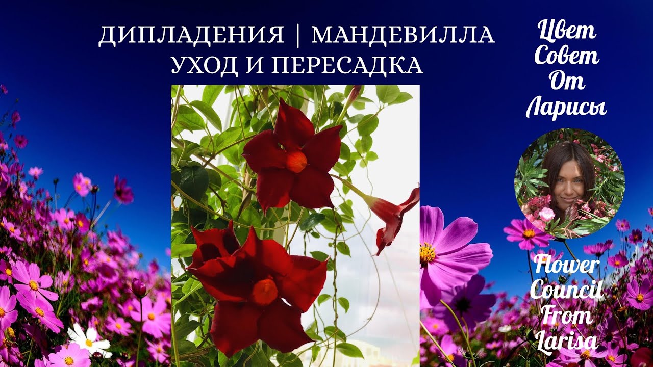 ДИПЛАДЕНИЯ УХОД И ПЕРЕСАДКА 4К | УХОД ЗА МАНДЕВИЛЛОЙ