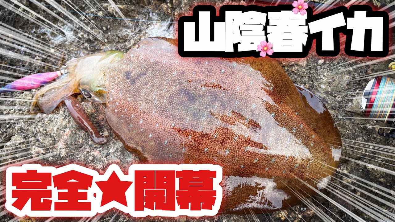 【エギング】山陰春イカ開幕戦！やっぱりこのエギは毎年期待を裏切りません！【2025】
